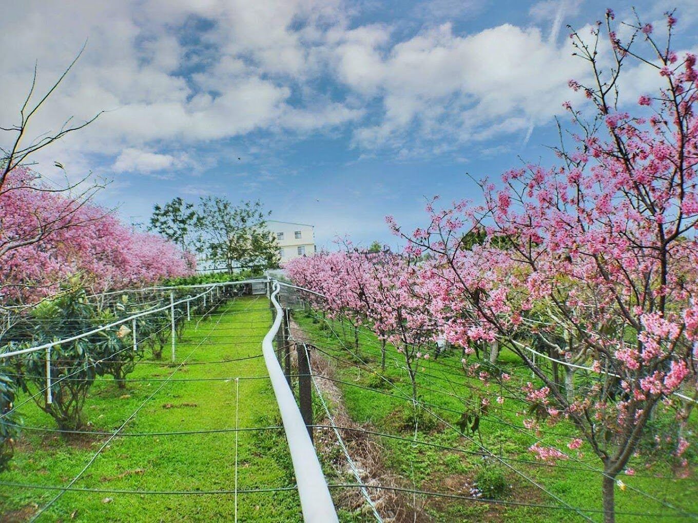 櫻花季必訪景點推薦