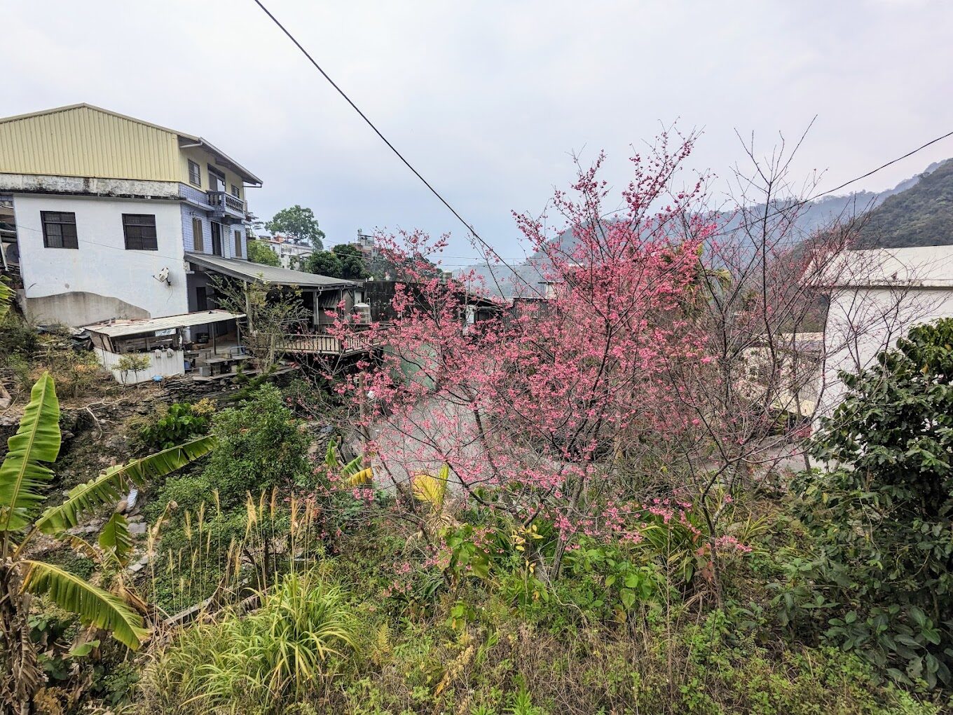 櫻花季必訪景點推薦