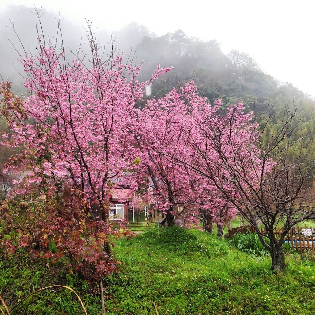 司馬庫斯櫻花攻略|2025年必訪的賞花秘境
