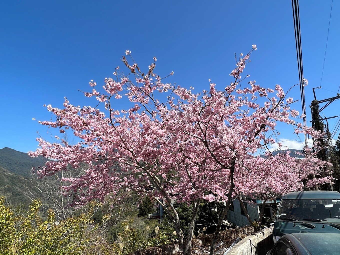 司馬庫斯櫻花攻略|2025年必訪的賞花秘境