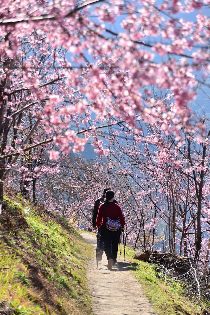 司馬庫斯一日遊｜避免錯過的絕美景點