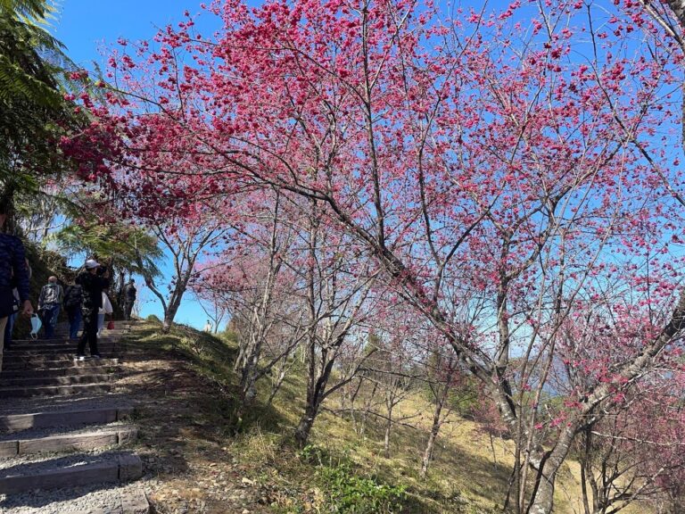 櫻花季必訪景點推薦