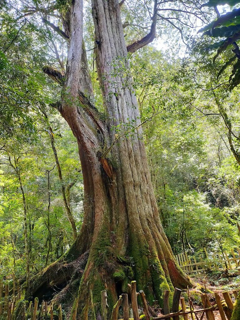 司馬庫斯兩天一夜：避開這些錯誤，打造完美的山地旅遊體驗