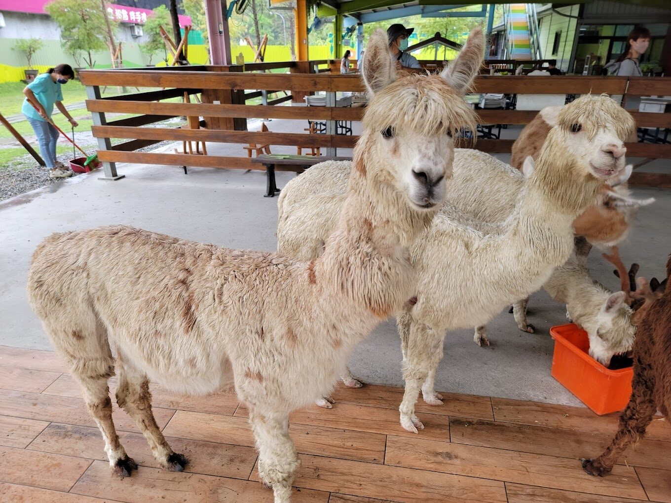 宜蘭親子農場：與孩子共度美好時光的最佳去處