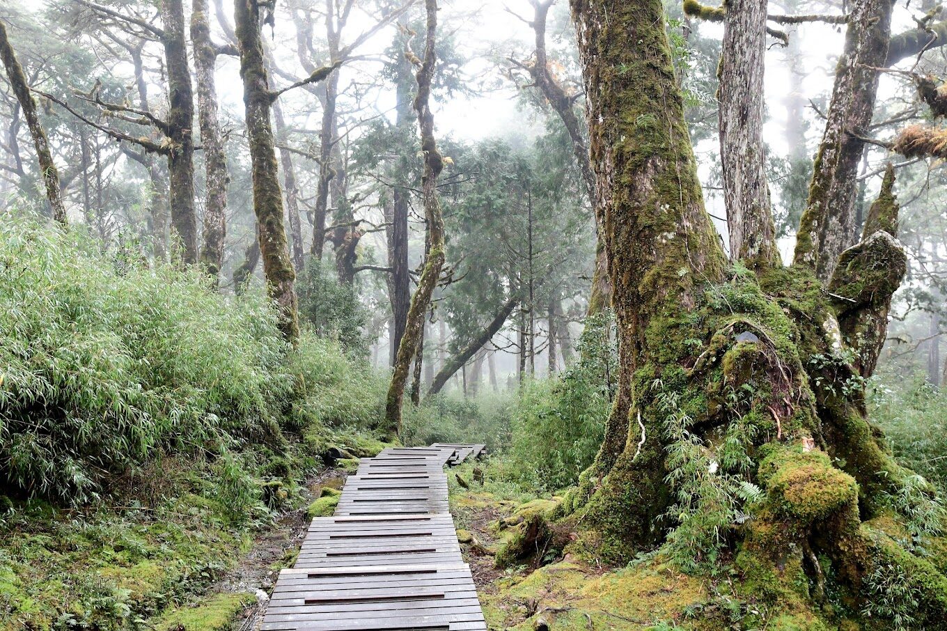 太平山國家森林遊樂區攻略:必遊景點與活動介紹