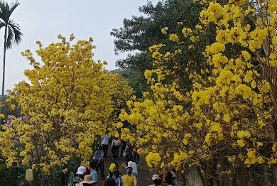 黃花風鈴木攻略｜2025年最佳賞花景點及周邊推薦