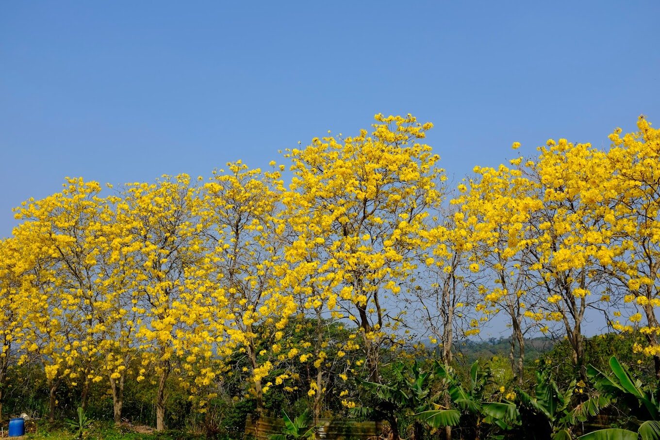 黃花風鈴木攻略｜2025年最佳賞花景點及周邊推薦