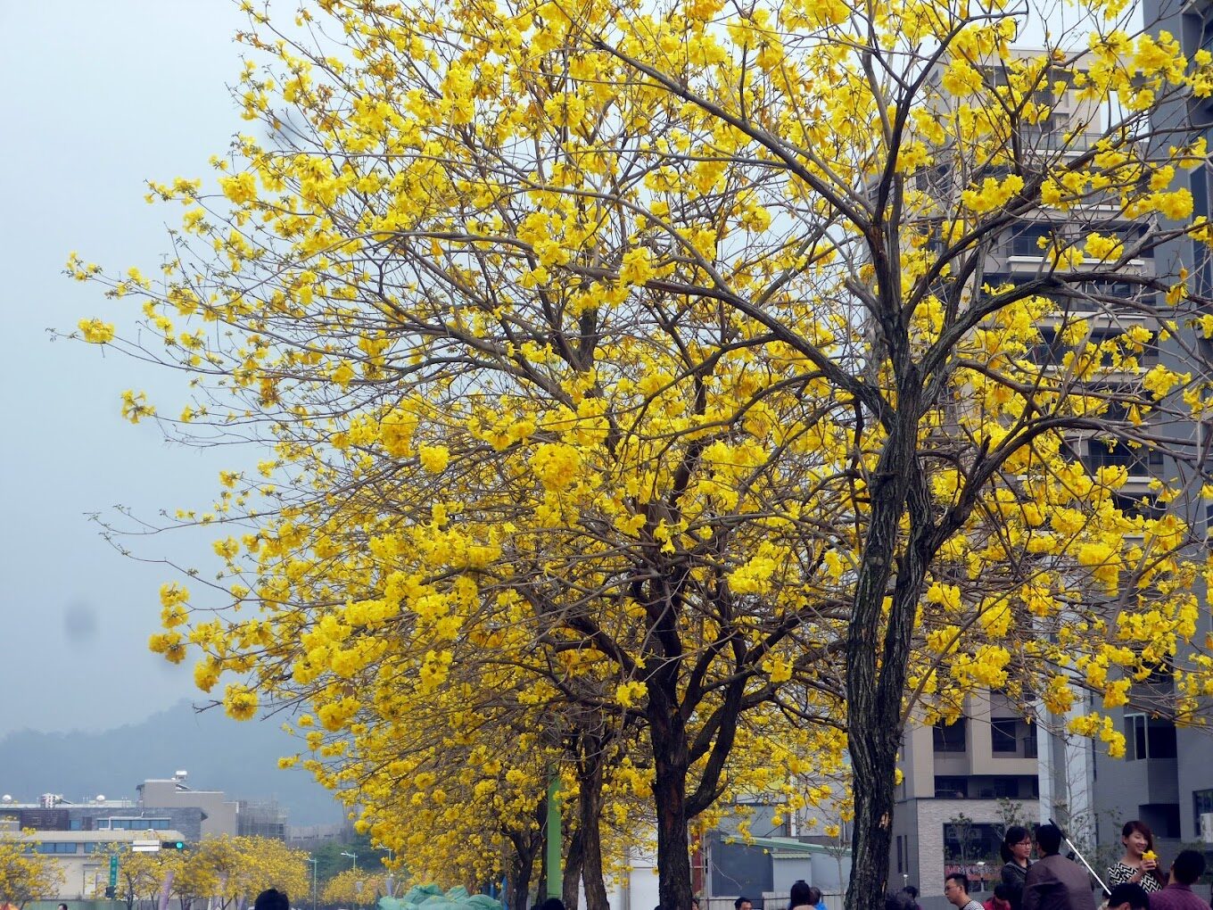黃花風鈴木攻略｜2025年最佳賞花景點及周邊推薦
