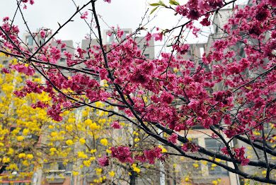 黃花風鈴木攻略｜2025年最佳賞花景點及周邊推薦