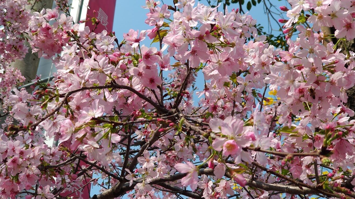 黃花風鈴木攻略｜2025年最佳賞花景點及周邊推薦