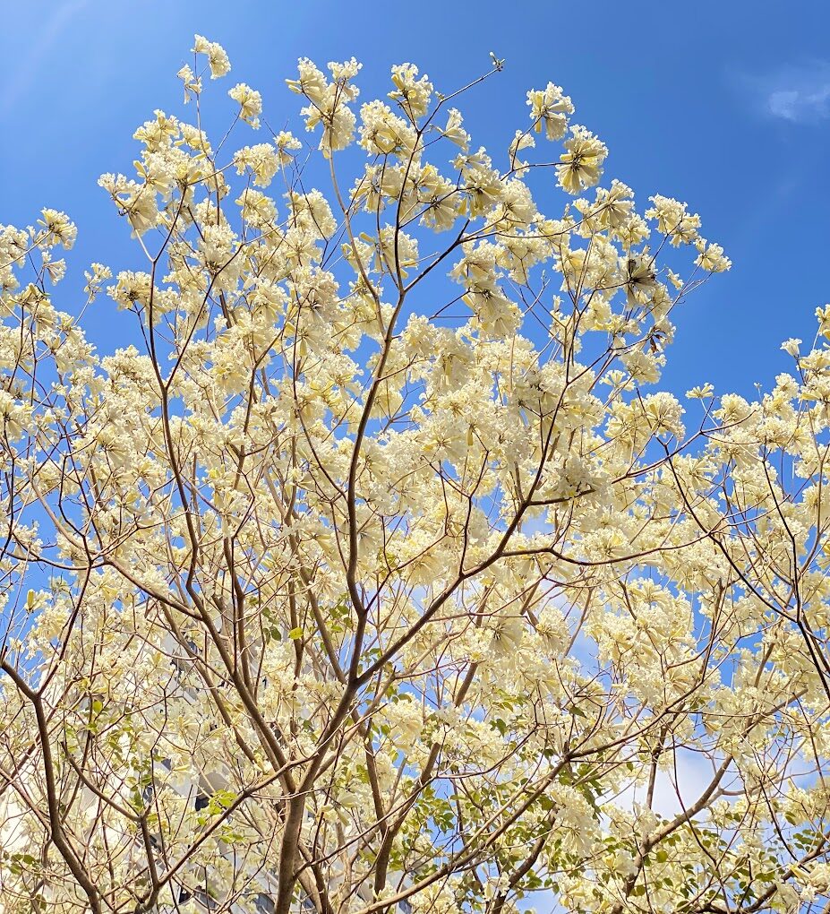 黃花風鈴木攻略｜2025年最佳賞花景點及周邊推薦