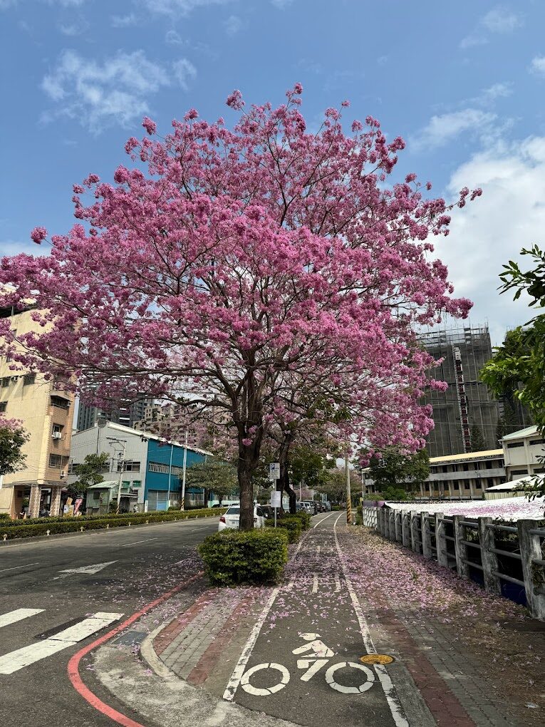 黃花風鈴木攻略｜2025年最佳賞花景點及周邊推薦