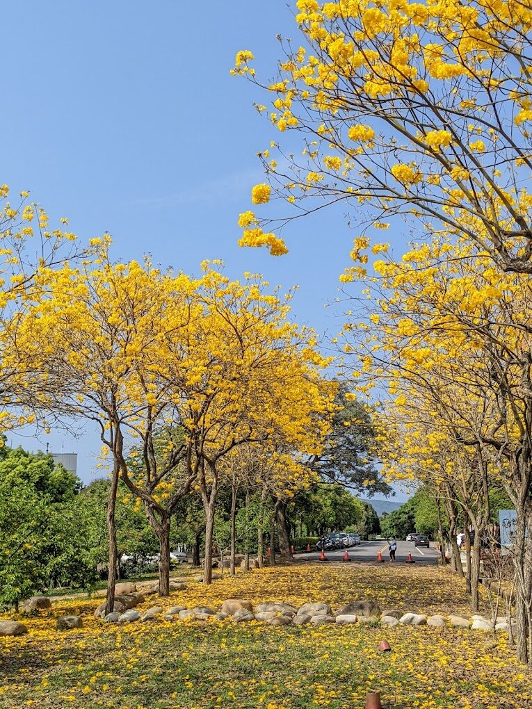 黃花風鈴木攻略｜2025年最佳賞花景點及周邊推薦
