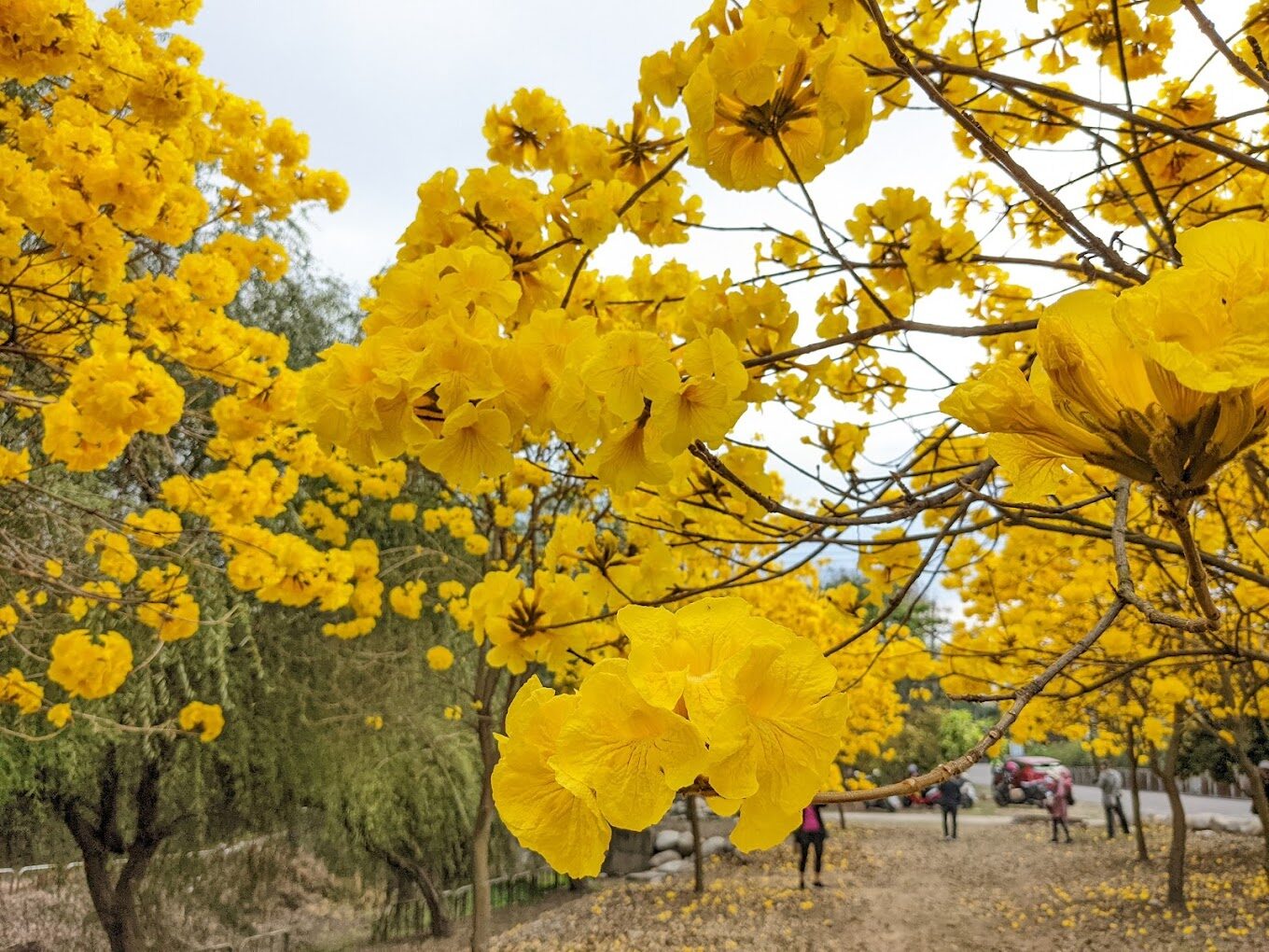 黃花風鈴木攻略｜2025年最佳賞花景點及周邊推薦