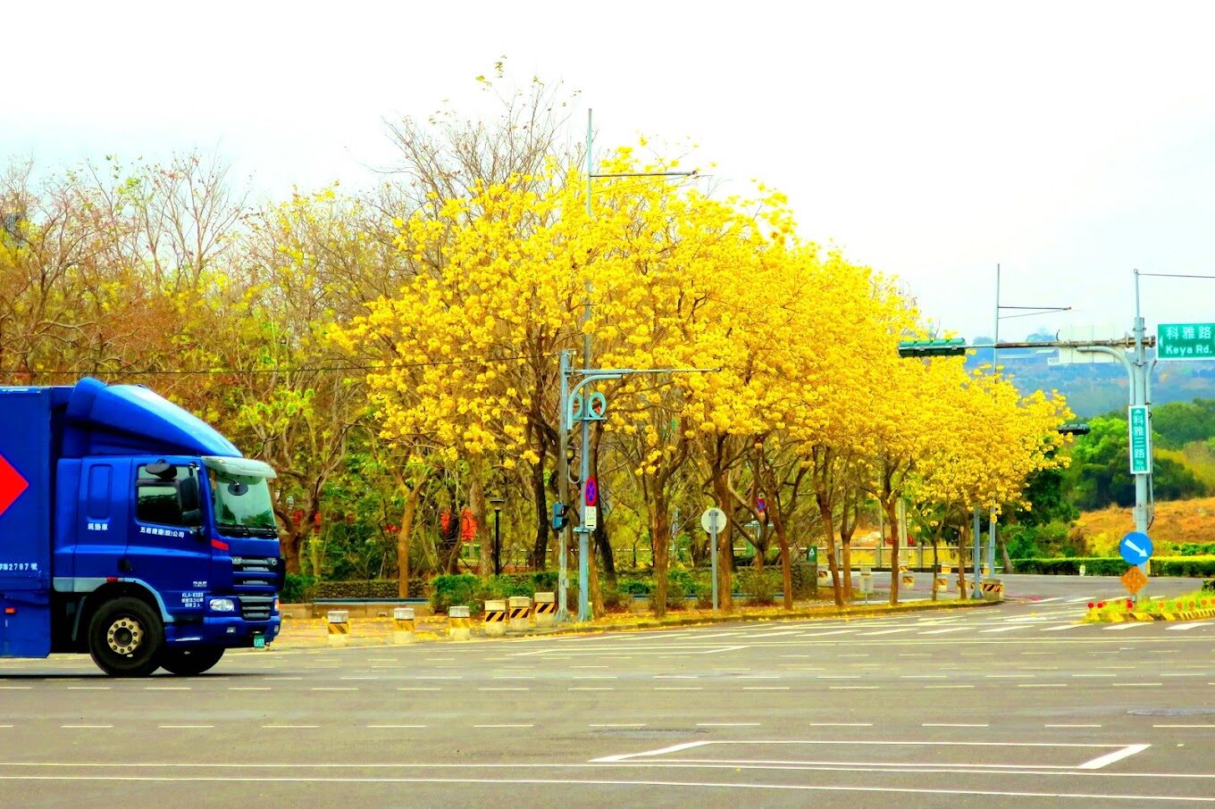 黃花風鈴木攻略｜2025年最佳賞花景點及周邊推薦