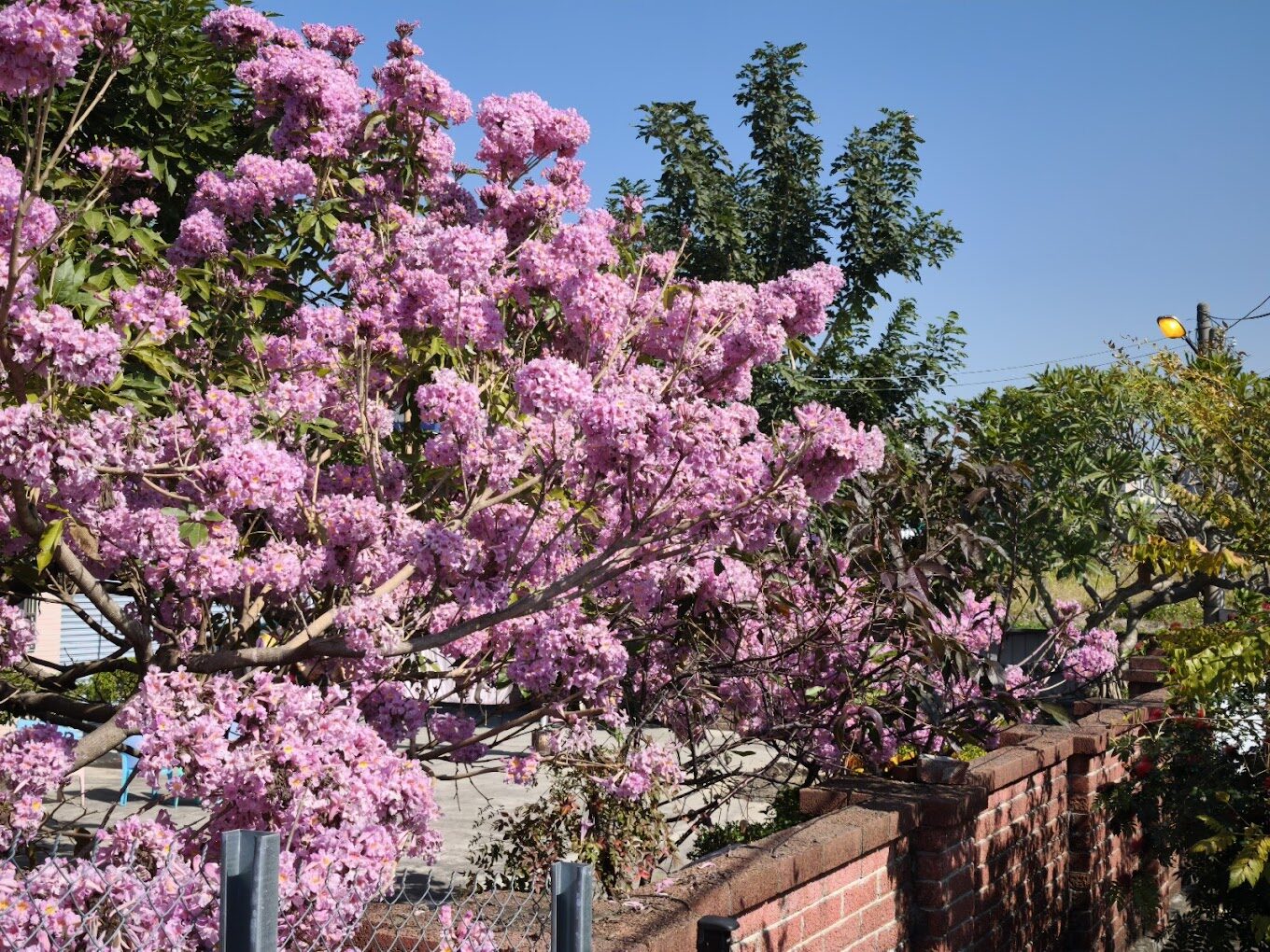 黃花風鈴木攻略｜2025年最佳賞花景點及周邊推薦
