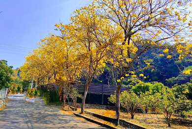 黃花風鈴木攻略｜2025年最佳賞花景點及周邊推薦