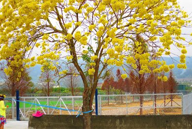 黃花風鈴木攻略｜2025年最佳賞花景點及周邊推薦