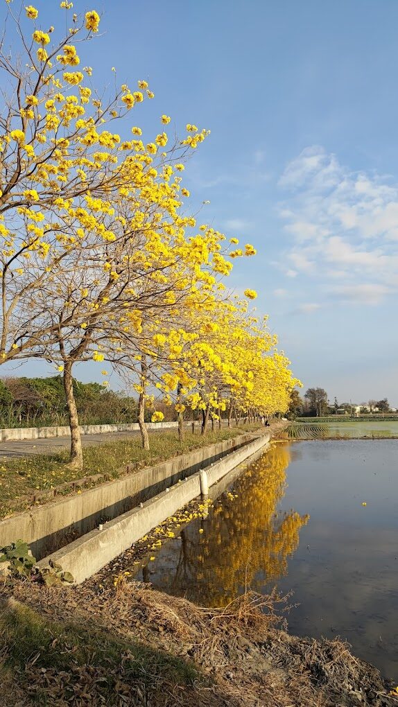 黃花風鈴木攻略｜2025年最佳賞花景點及周邊推薦