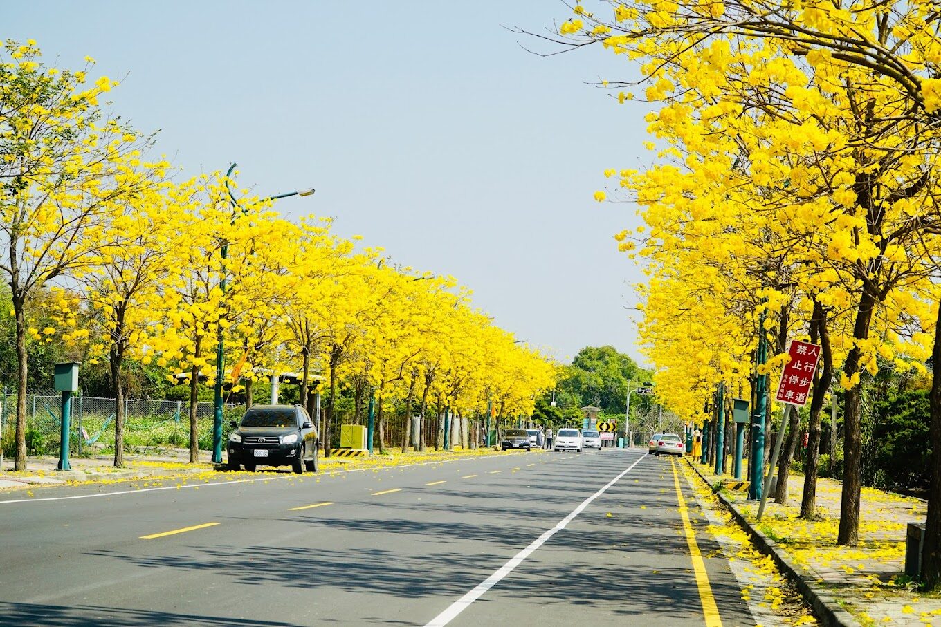 黃花風鈴木攻略｜2025年最佳賞花景點及周邊推薦