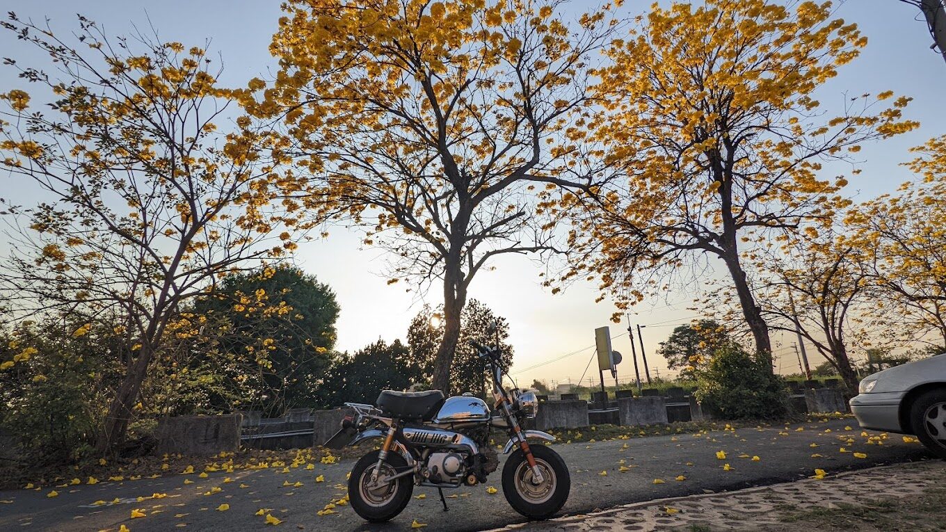 黃花風鈴木攻略｜2025年最佳賞花景點及周邊推薦