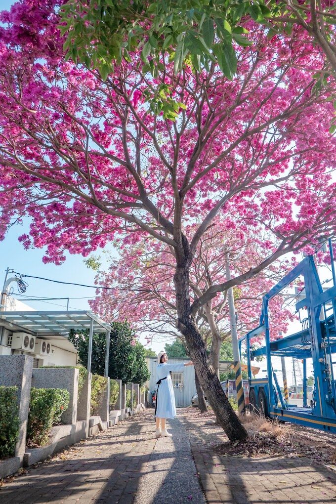 黃花風鈴木攻略｜2025年最佳賞花景點及周邊推薦