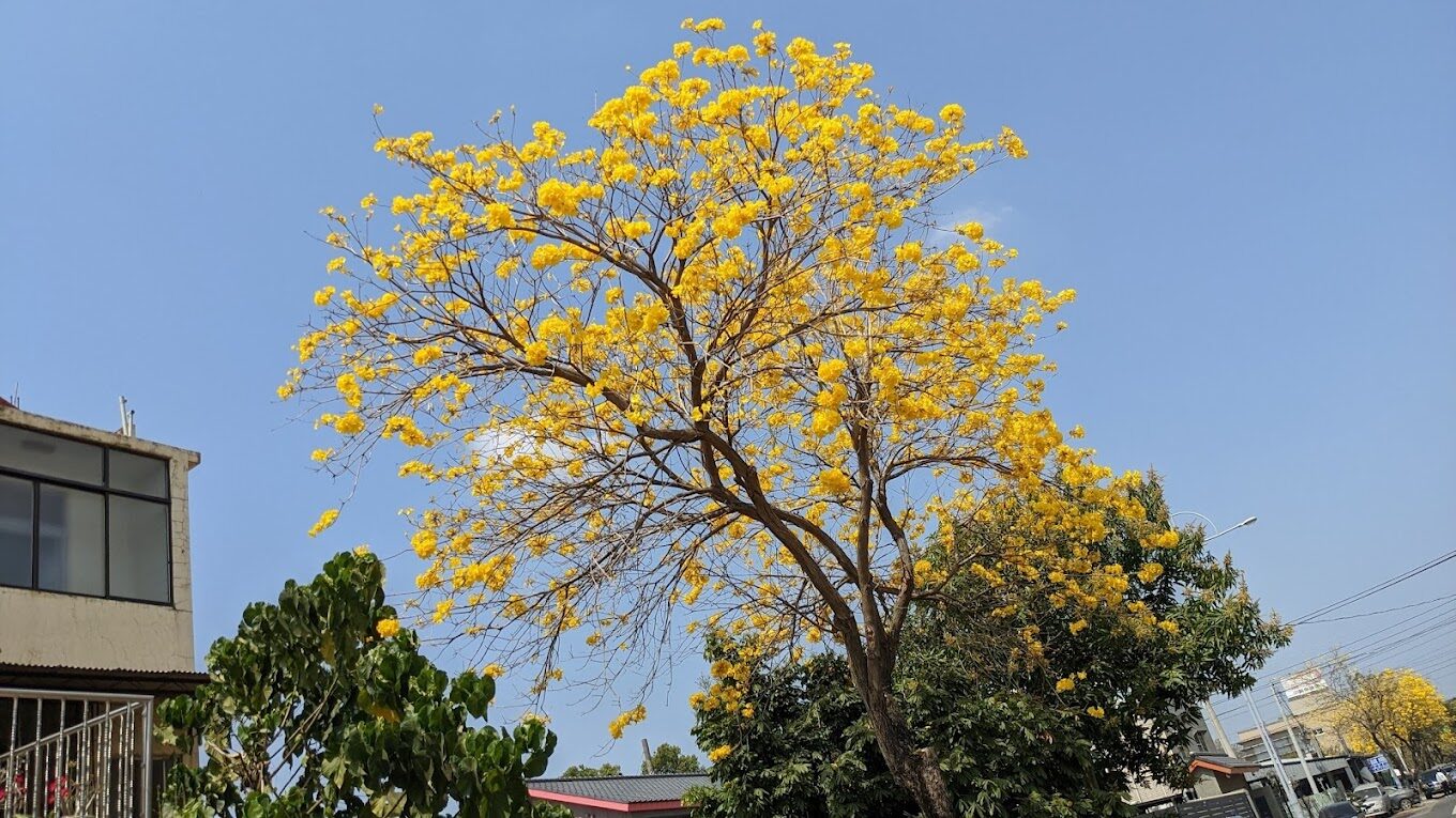 黃花風鈴木攻略｜2025年最佳賞花景點及周邊推薦
