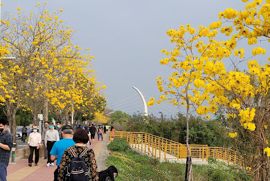 黃花風鈴木攻略｜2025年最佳賞花景點及周邊推薦