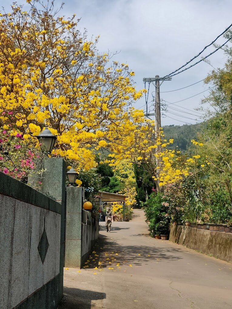 風鈴木季節限定：春季台灣4大夢幻賞花景點揭秘