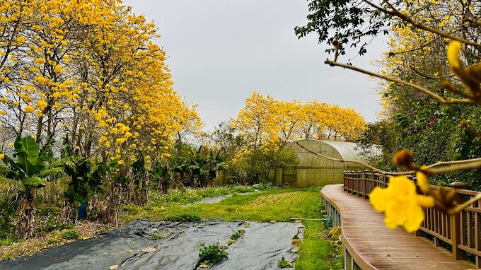 風鈴木季節限定：春季台灣4大夢幻賞花景點揭秘