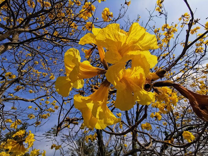風鈴木季節限定：春季台灣4大夢幻賞花景點揭秘