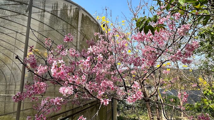 風鈴木季節限定：春季台灣4大夢幻賞花景點揭秘
