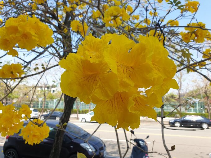 風鈴木季節限定：春季台灣4大夢幻賞花景點揭秘