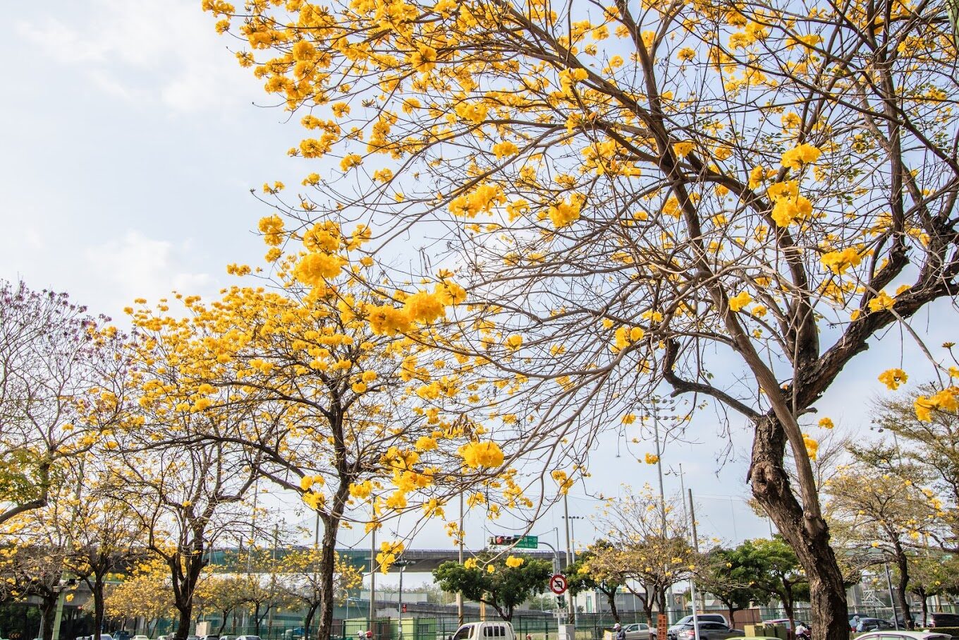 風鈴木季節限定：春季台灣4大夢幻賞花景點揭秘