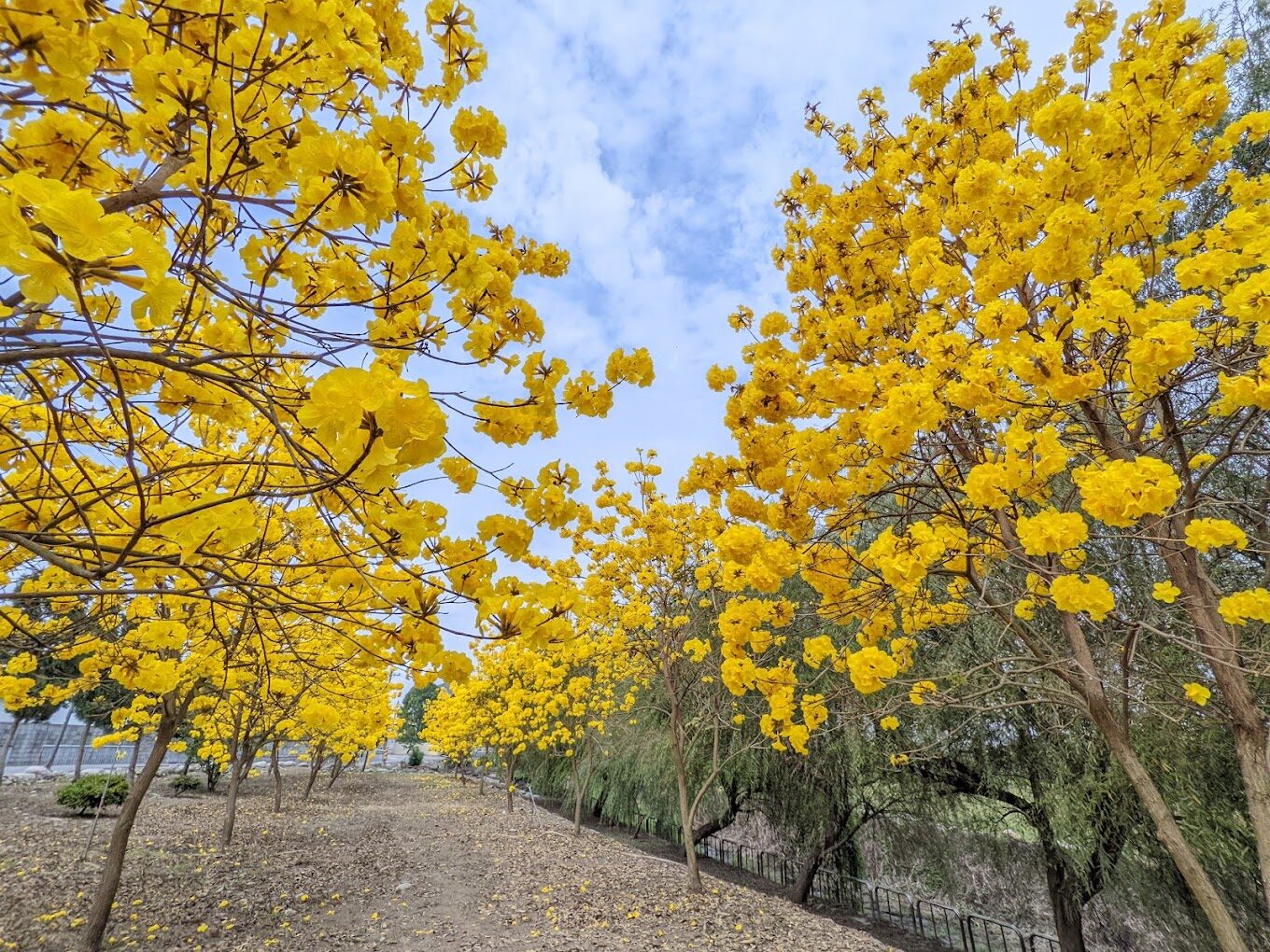 風鈴木季節限定：春季台灣4大夢幻賞花景點揭秘