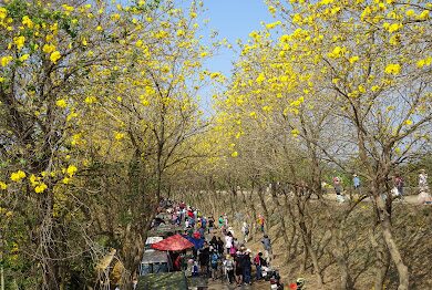 黃花風鈴木 朴子溪畔盛開美景