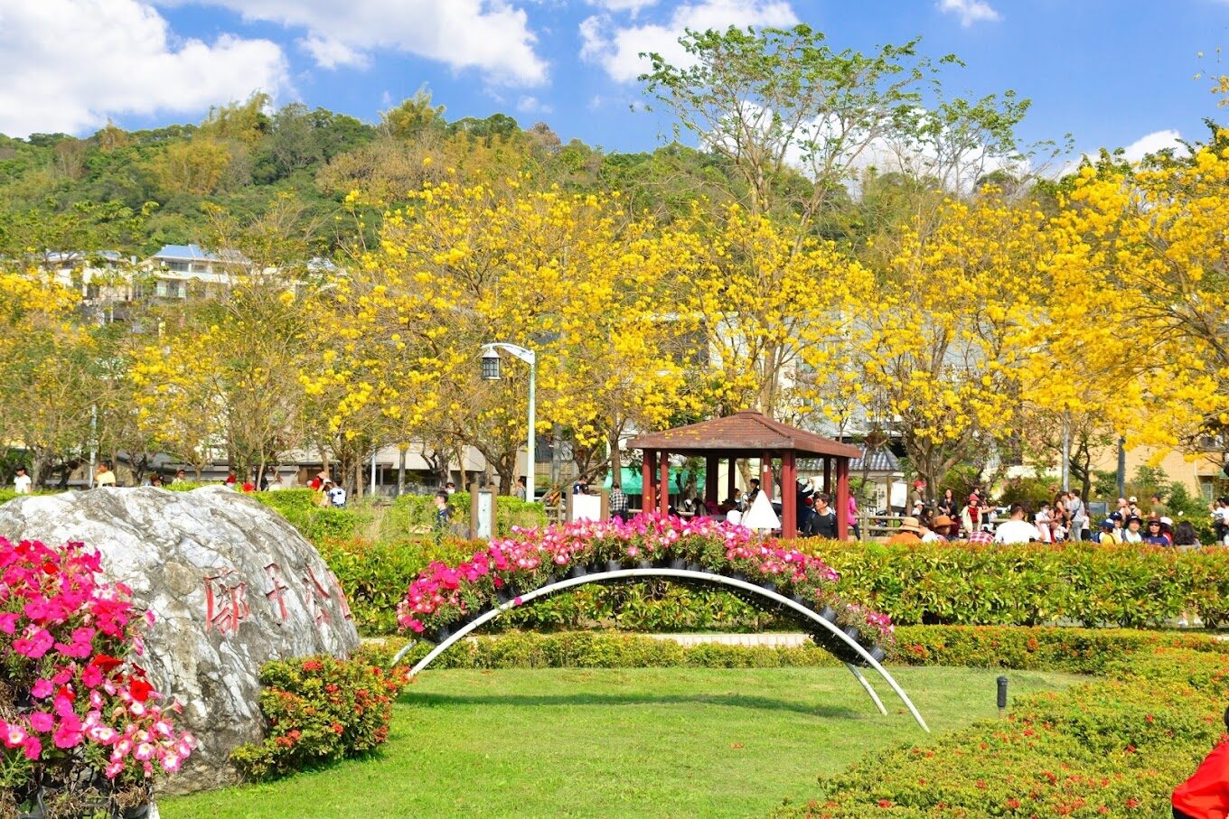 台中廍子公園黃花風鈴木景致