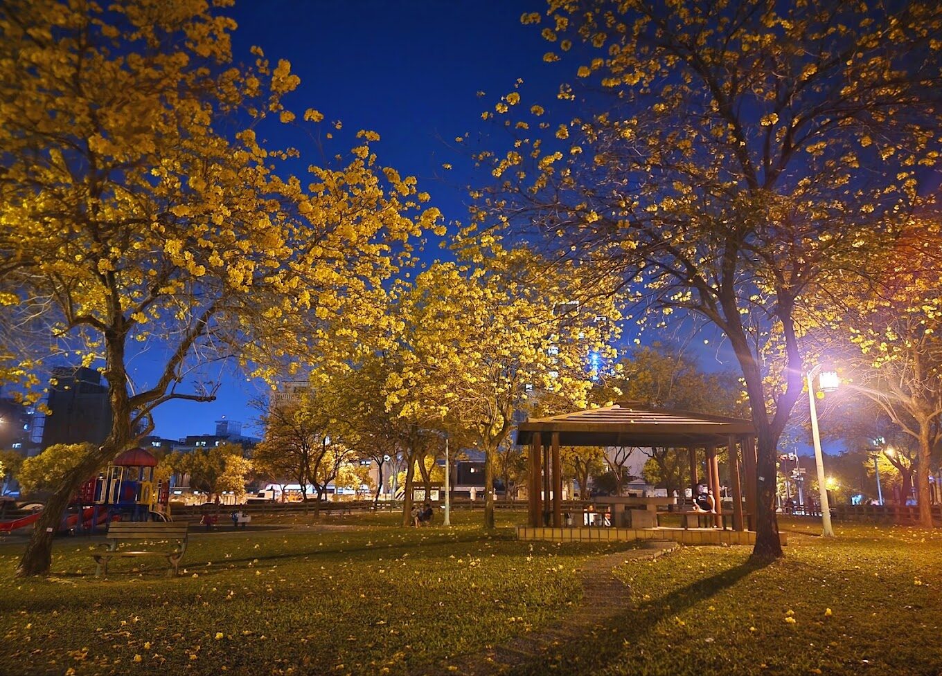廍子公園盛開的黃花風鈴木細節