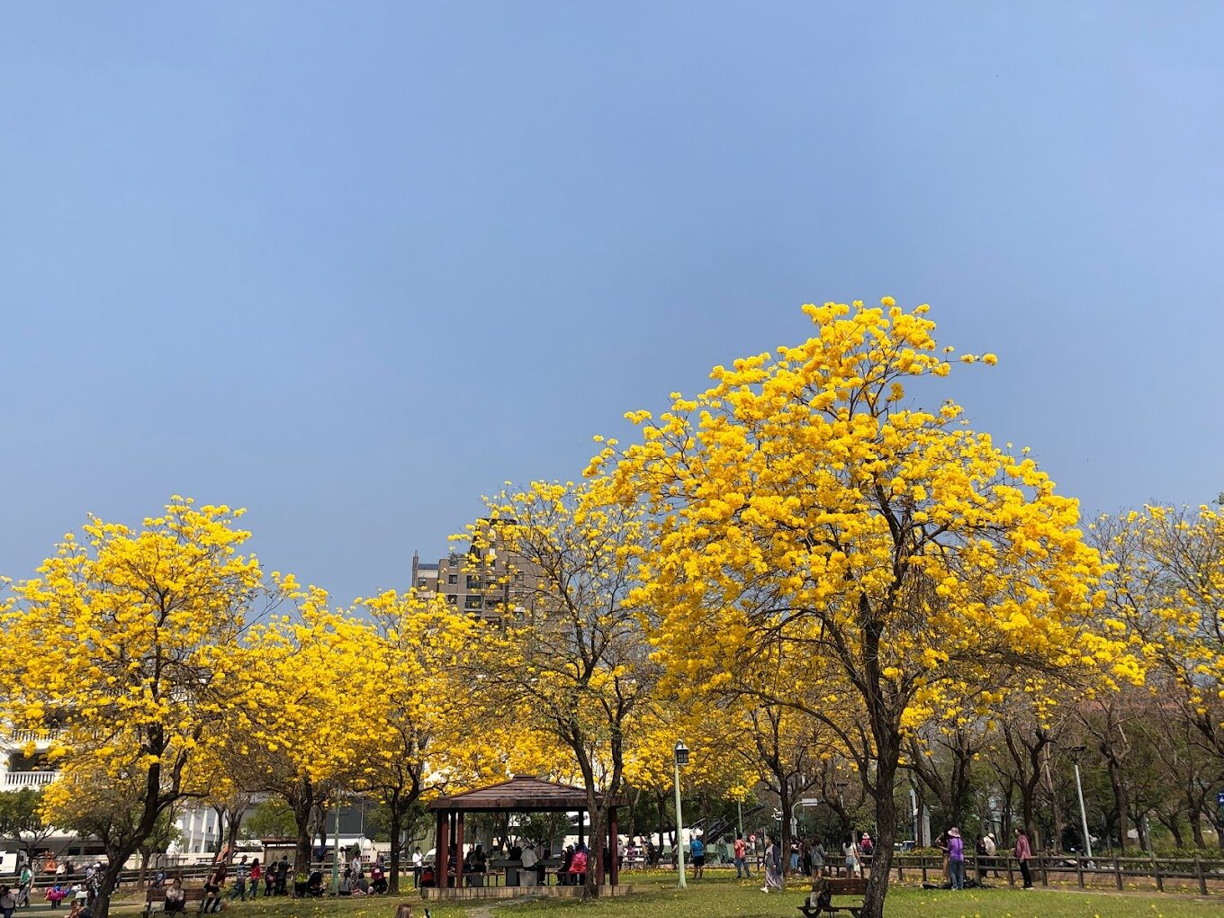 遊客於廍子公園賞花留影