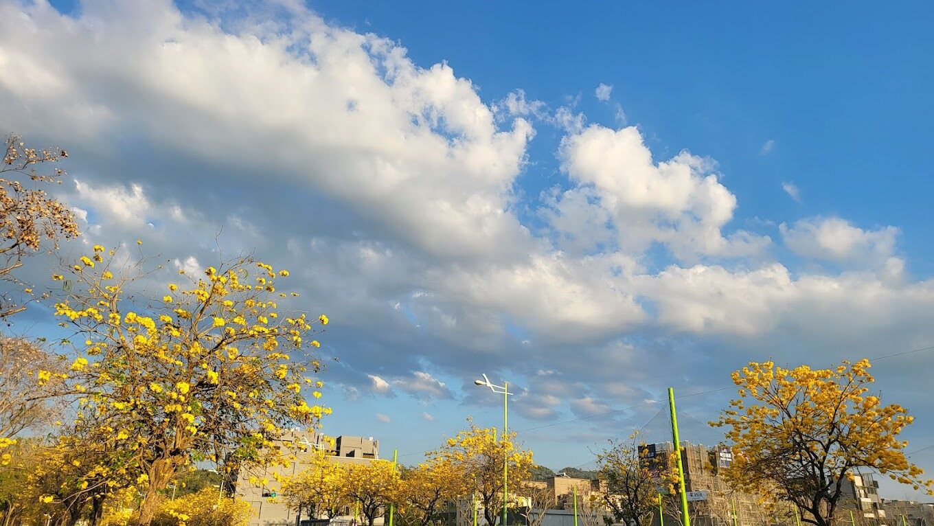 如畫般的風鈴木賞花風景