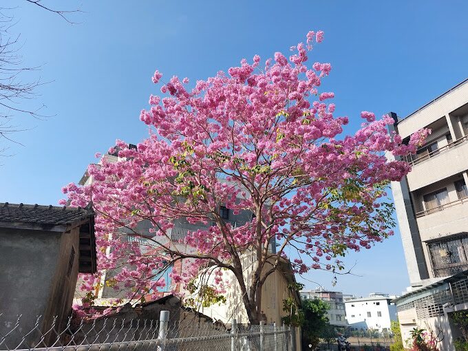 風鈴木賞花攻略｜2025年最佳觀賞時節與拍攝熱點