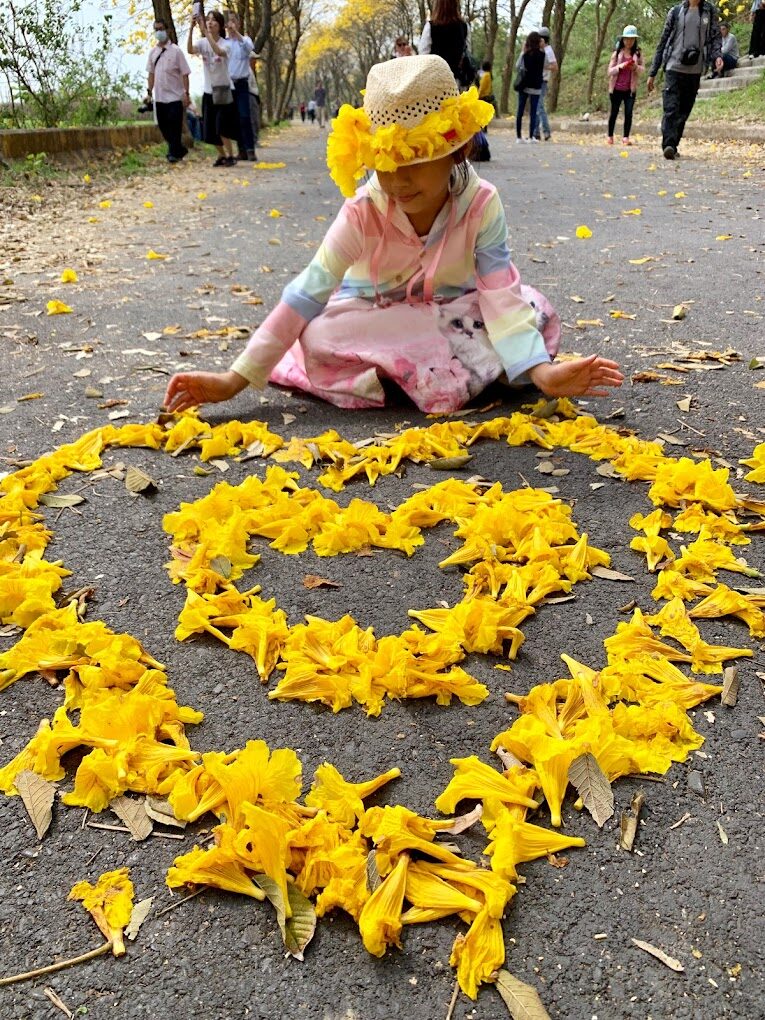 黃花風鈴木攻略｜2025年最佳賞花景點及周邊推薦