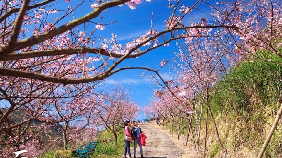 三峽大熊櫻花林必訪指南｜避免錯過的5大賞櫻秘境