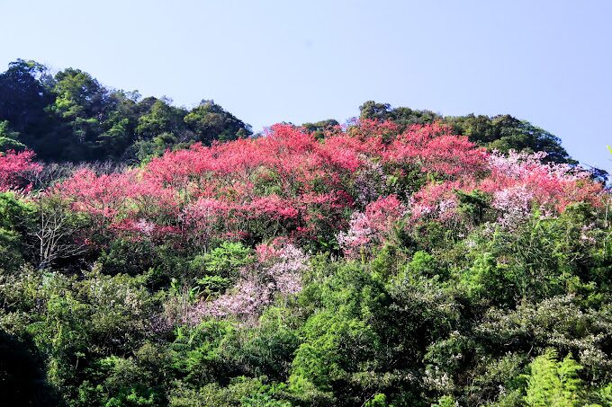 三峽大熊櫻花林必訪指南｜避免錯過的5大賞櫻秘境
