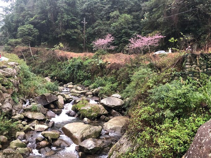 三峽大熊櫻花林必訪指南｜避免錯過的5大賞櫻秘境