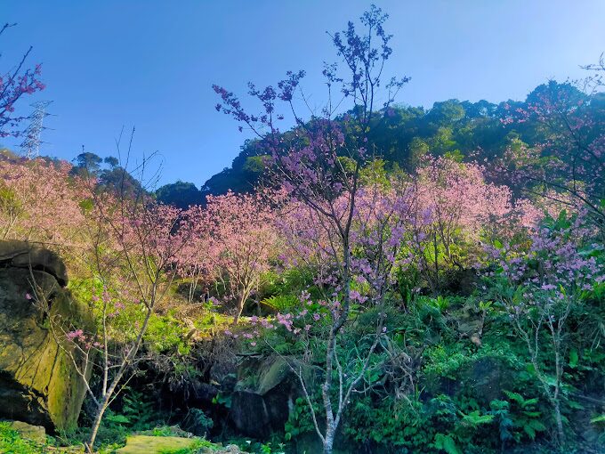 三峽大熊櫻花林必訪指南｜避免錯過的5大賞櫻秘境
