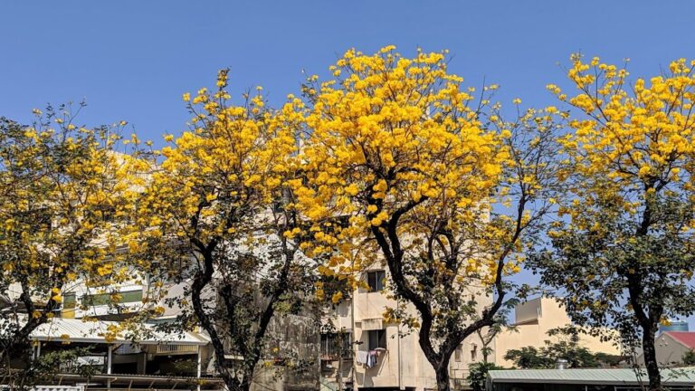 黃花風鈴木攻略｜2025年最佳賞花景點及周邊推薦