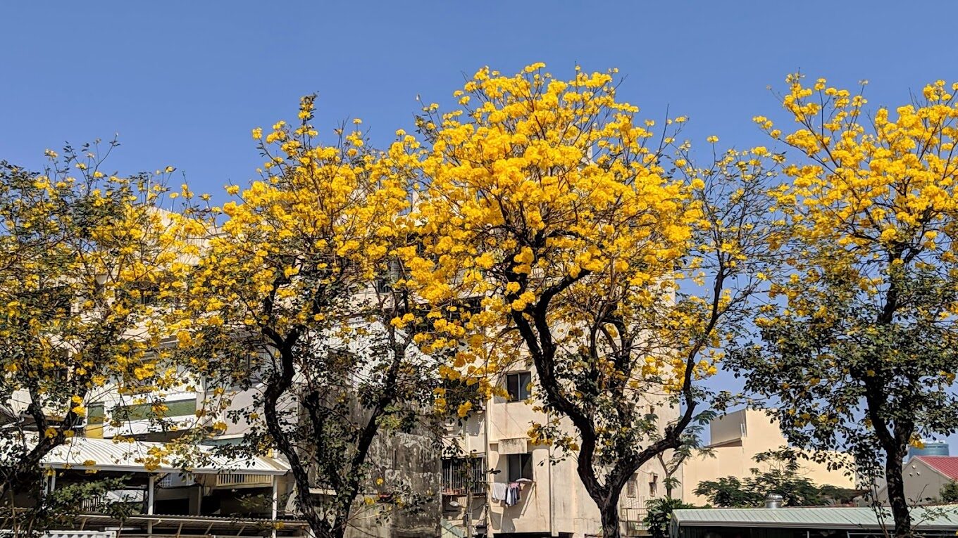 黃花風鈴木攻略｜2025年最佳賞花景點及周邊推薦