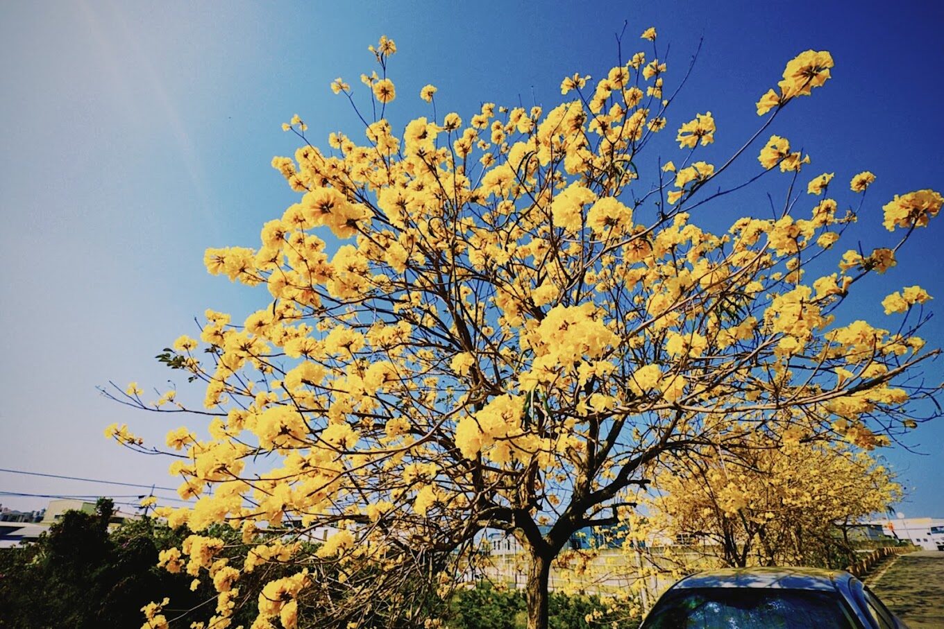 黃花風鈴木攻略｜2025年最佳賞花景點及周邊推薦