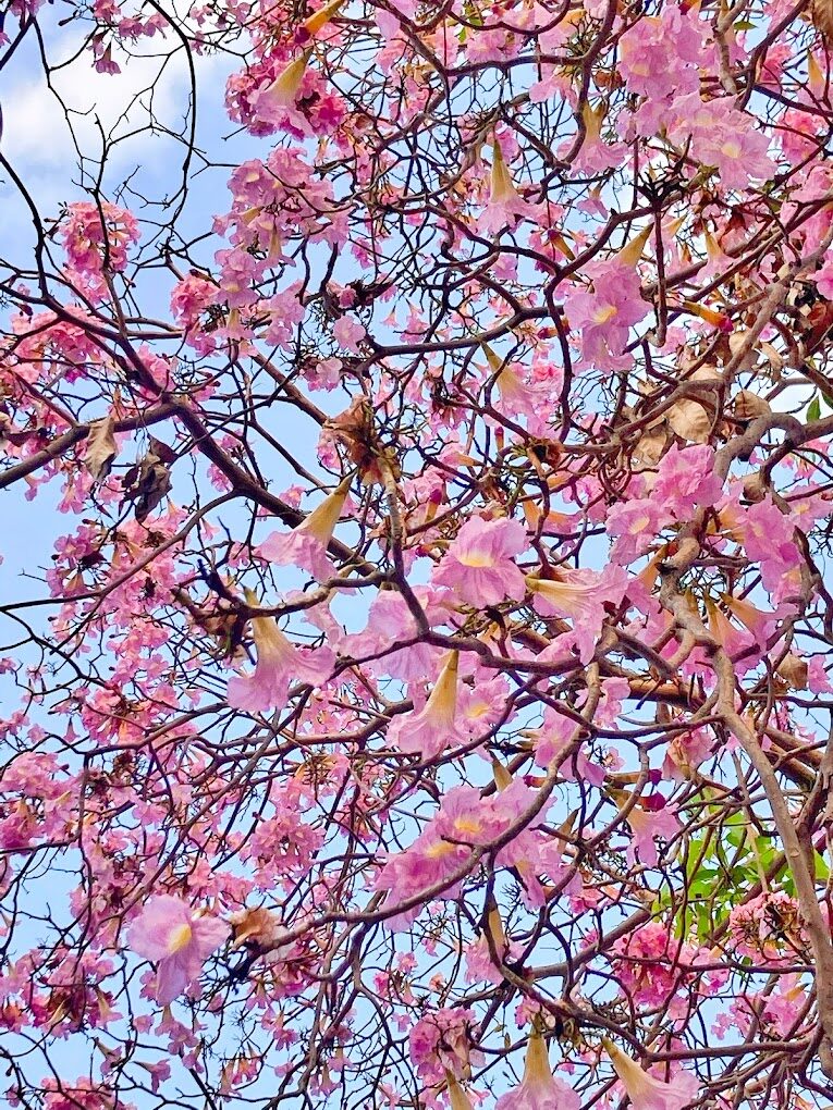 黃花風鈴木攻略｜2025年最佳賞花景點及周邊推薦